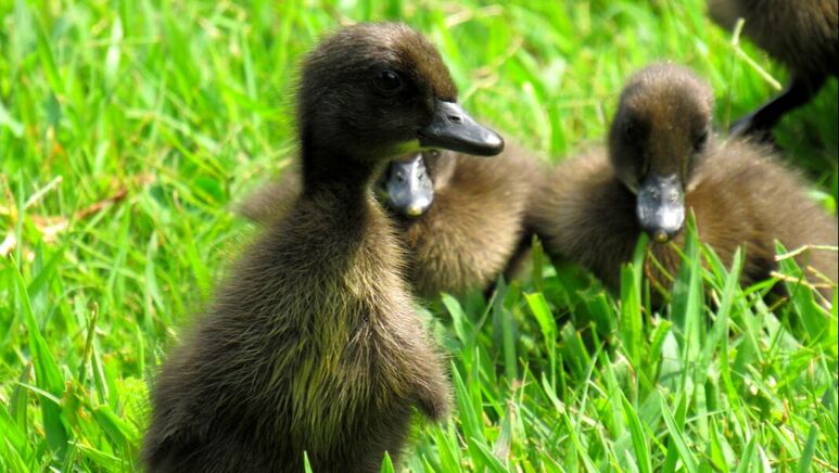 Black Indian Runner Ducklings in grass